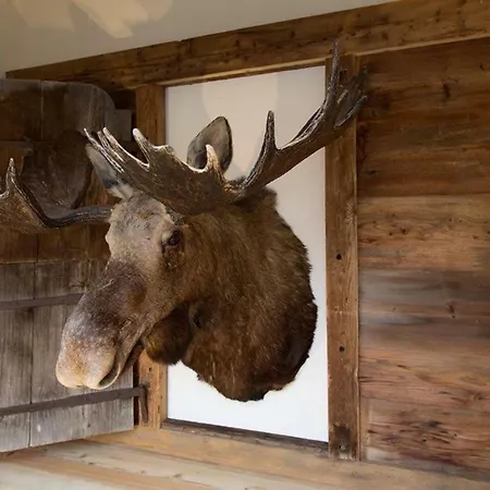 Elk Apartment
